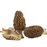 Black Morels Mushroom Grain Spawn 1.5kg (97) - House of Mushroom